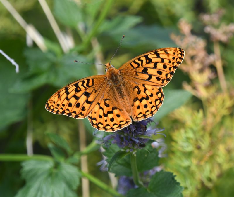 Coronis Fritillary: Speyeria coronis