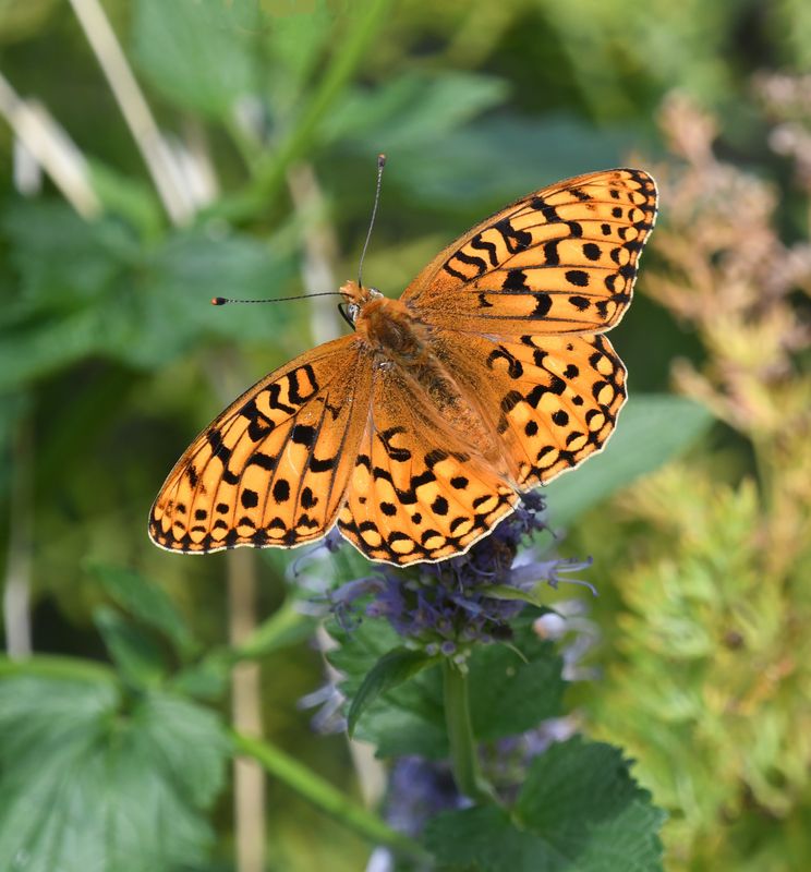 Coronis Fritillary: Speyeria coronis