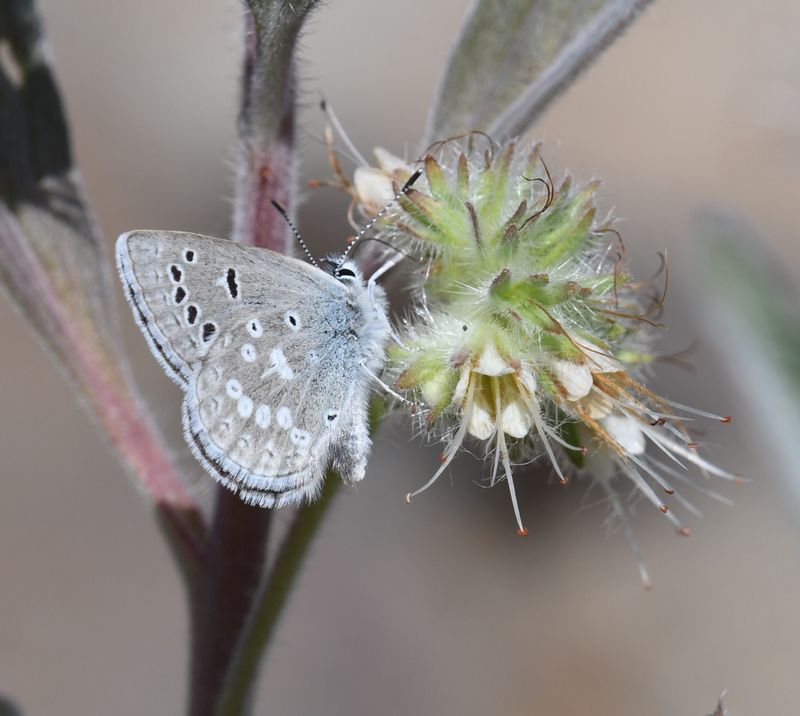 Boisduval's Blue: Icaricia icarioides
