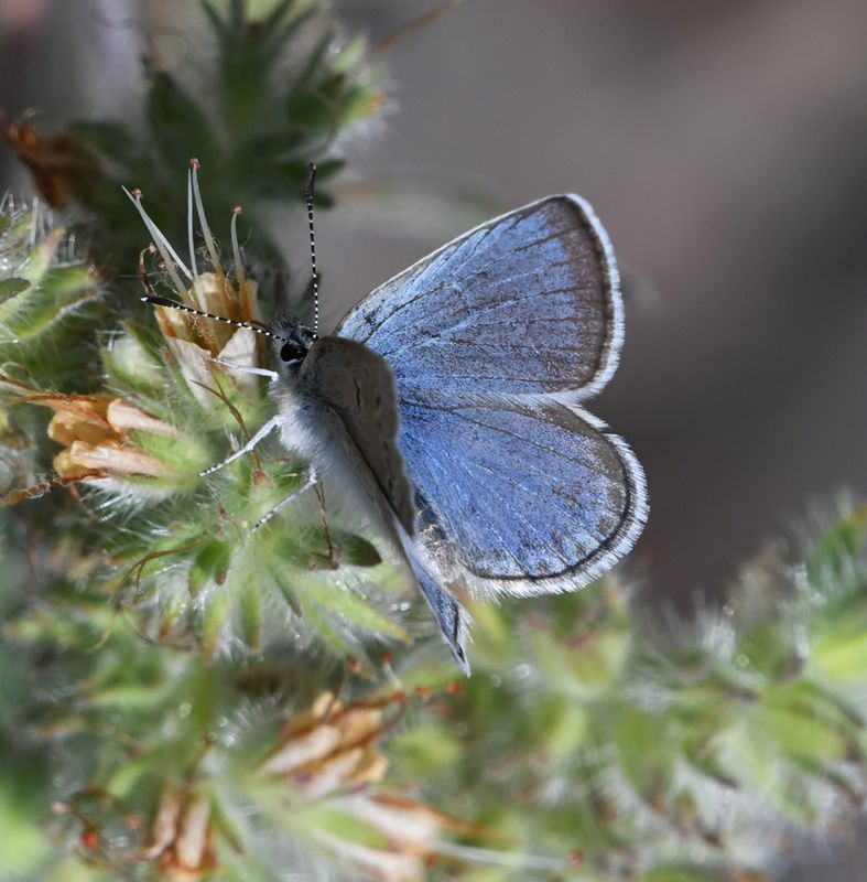 Boisduval's Blue: Icaricia icarioides