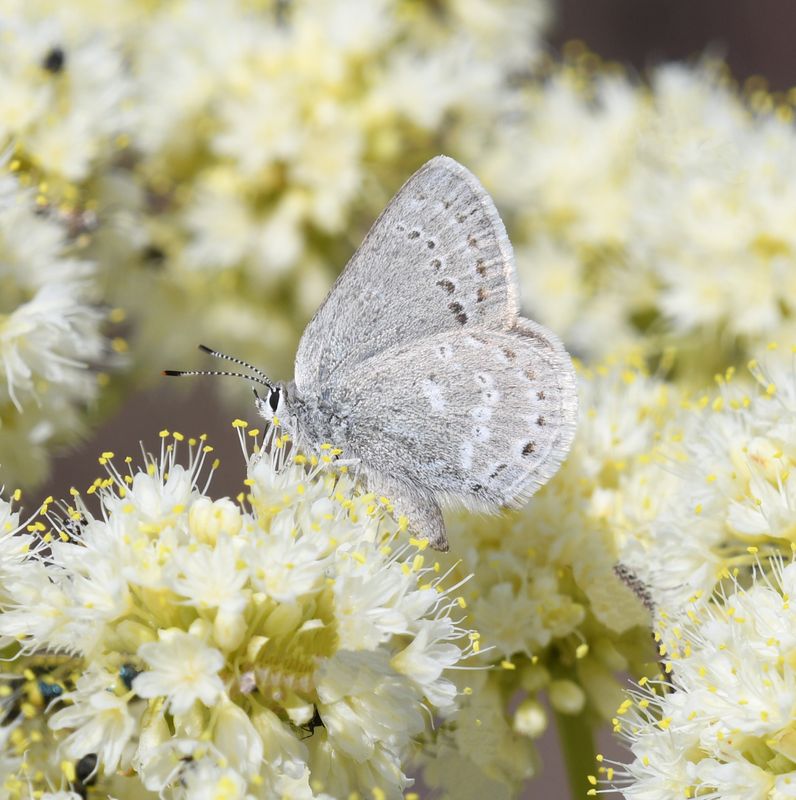Halfmoon Hairstreak: Satyrium semiluna