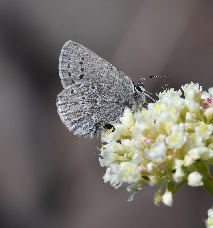 Halfmoon Hairstreak: Satyrium semiluna