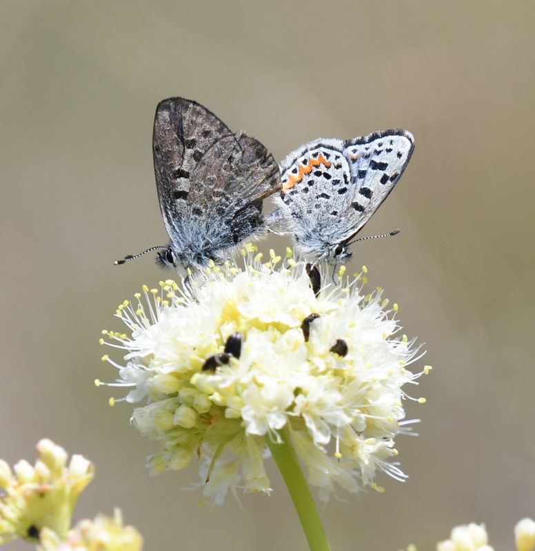 Cascadia Blue: Euphilotes heracleoides
