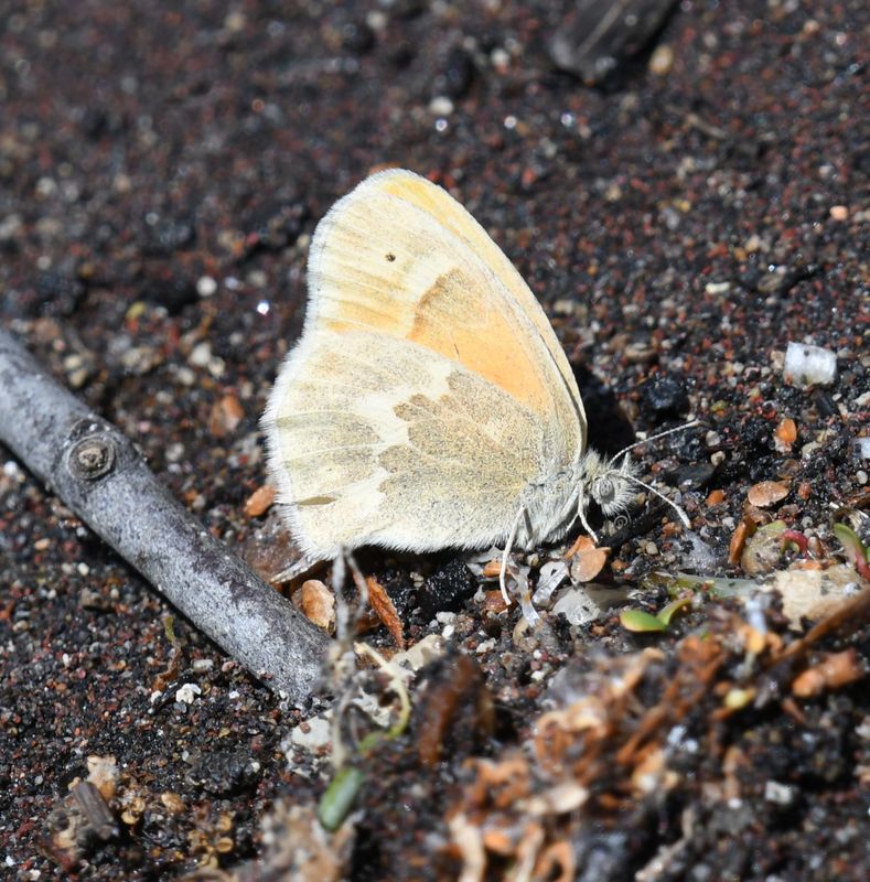 Ochre Ringlet: Coenonympha tullia