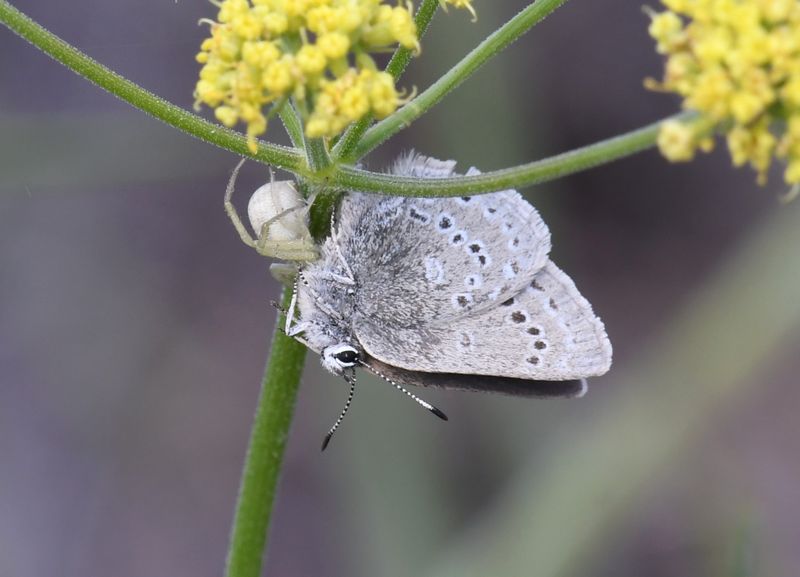 Spider and Halfmoon Hairstreak: Satyrium semiluna