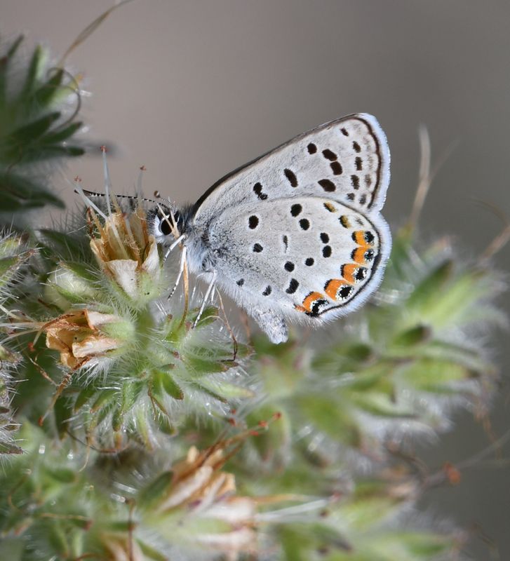 Acmon Blue: Icaricia acmon