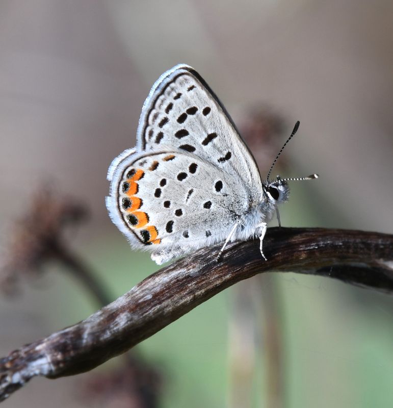 Acmon Blue: Icaricia acmon