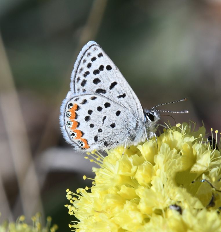 Acmon Blue: Icaricia acmon