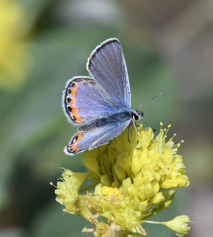 Acmon Blue: Icaricia acmon