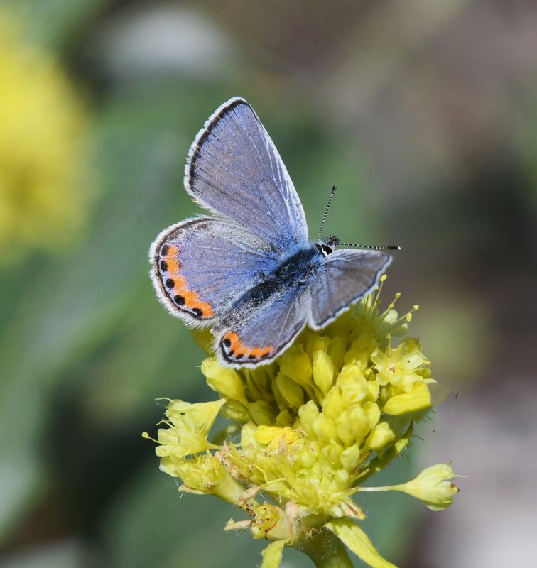 Acmon Blue: Icaricia acmon
