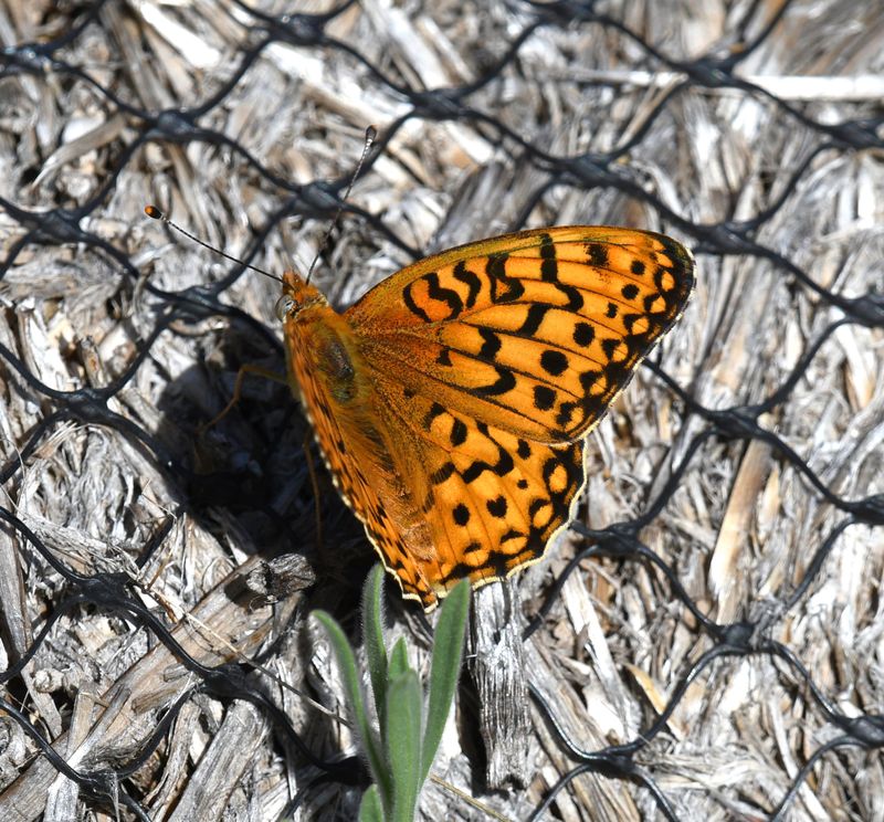 Coronis Fritillary: Speyeria coronis