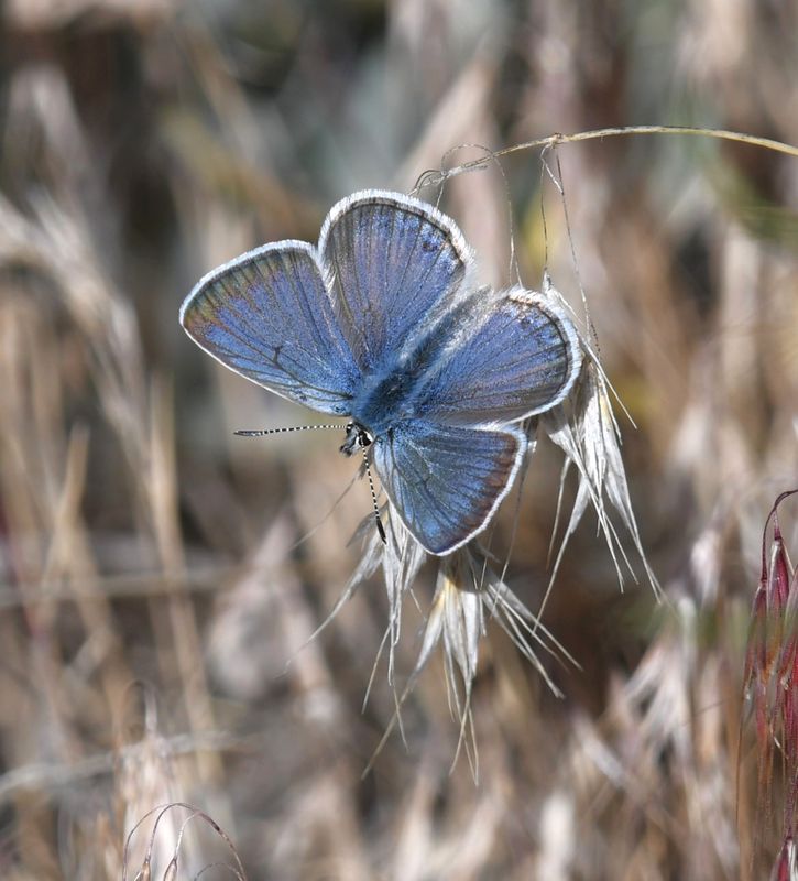 Boisduval's Blue: Icaricia icarioides