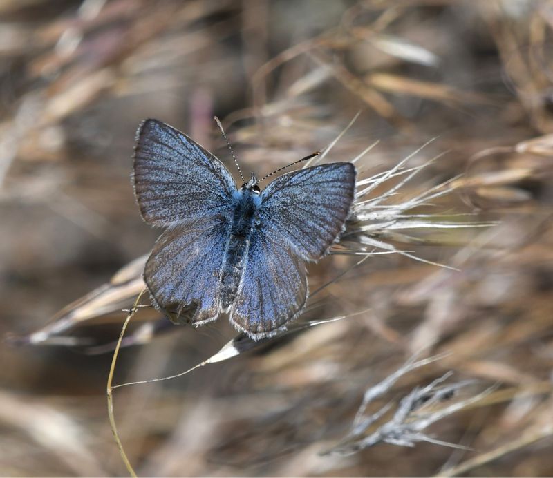 Boisduval's Blue: Icaricia icarioides