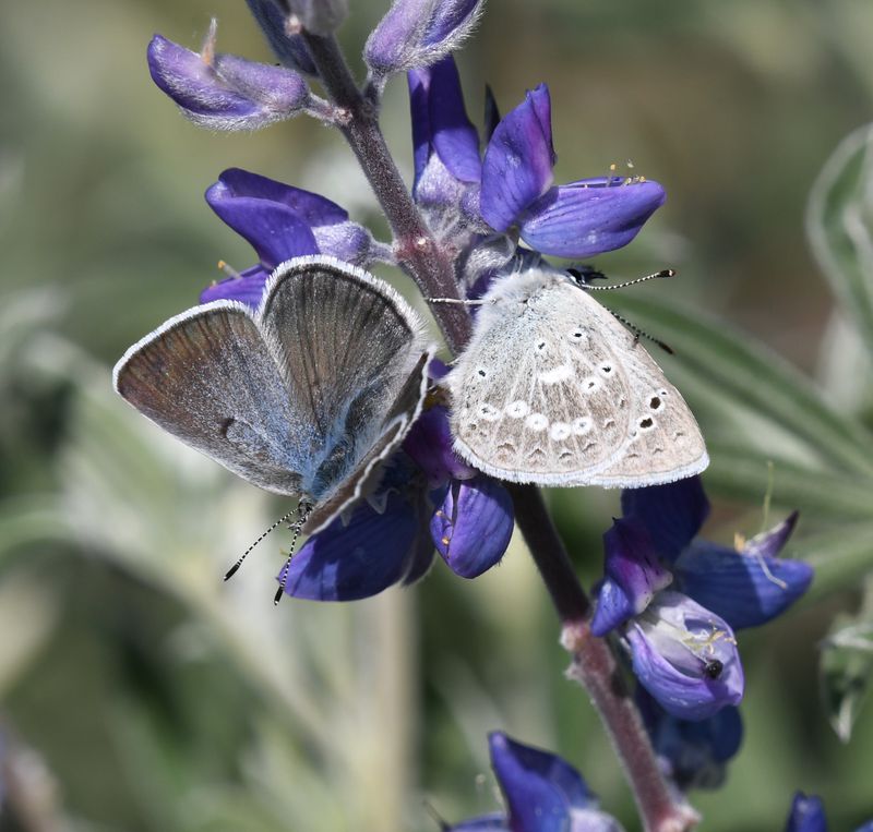 Boisduval's Blue: Icaricia icarioides