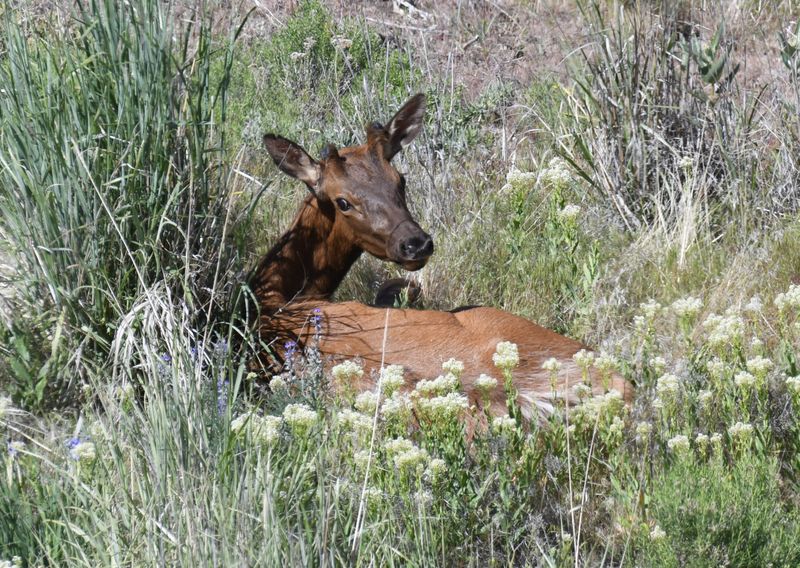 Elk