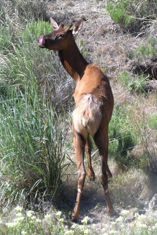 Elk