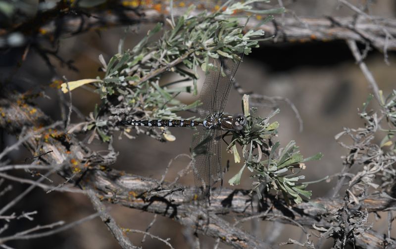 Dragonfly