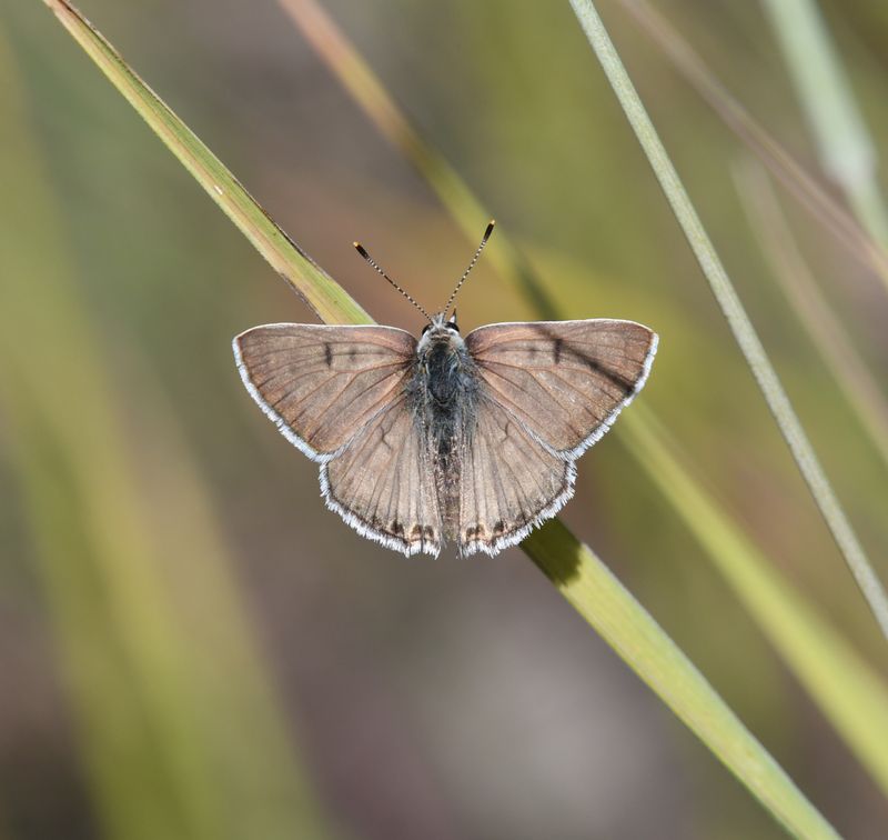 Edith's Copper: Lycaena editha