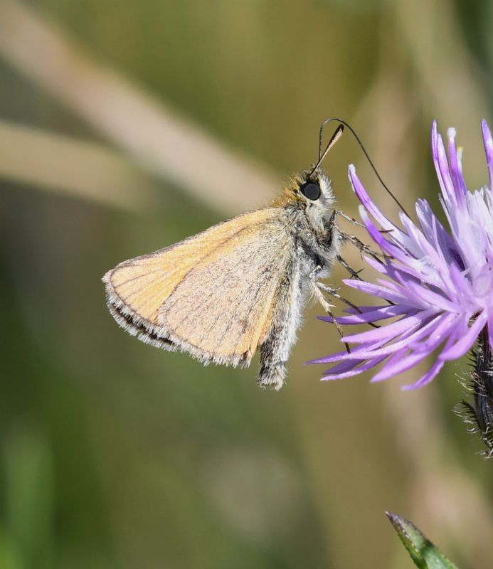 European Skipperling: Thymelicus lineola