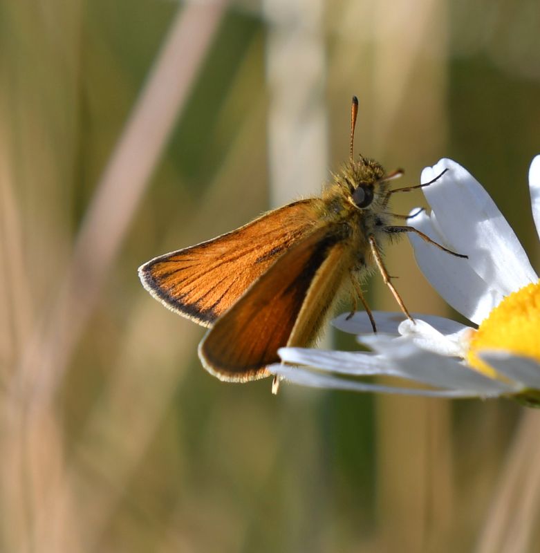 European Skipperling: Thymelicus lineola
