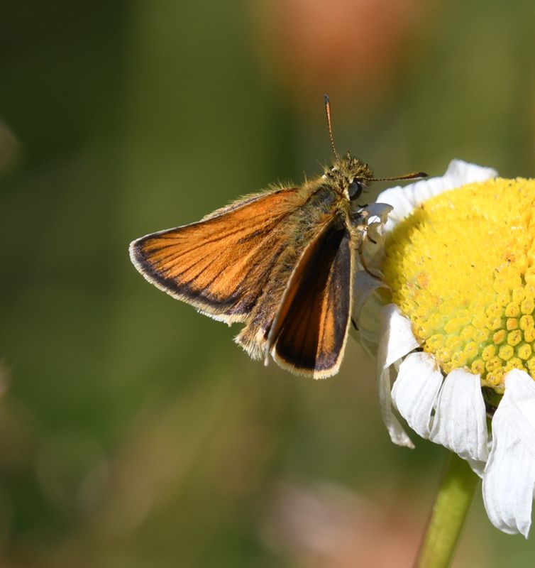 European Skipperling: Thymelicus lineola