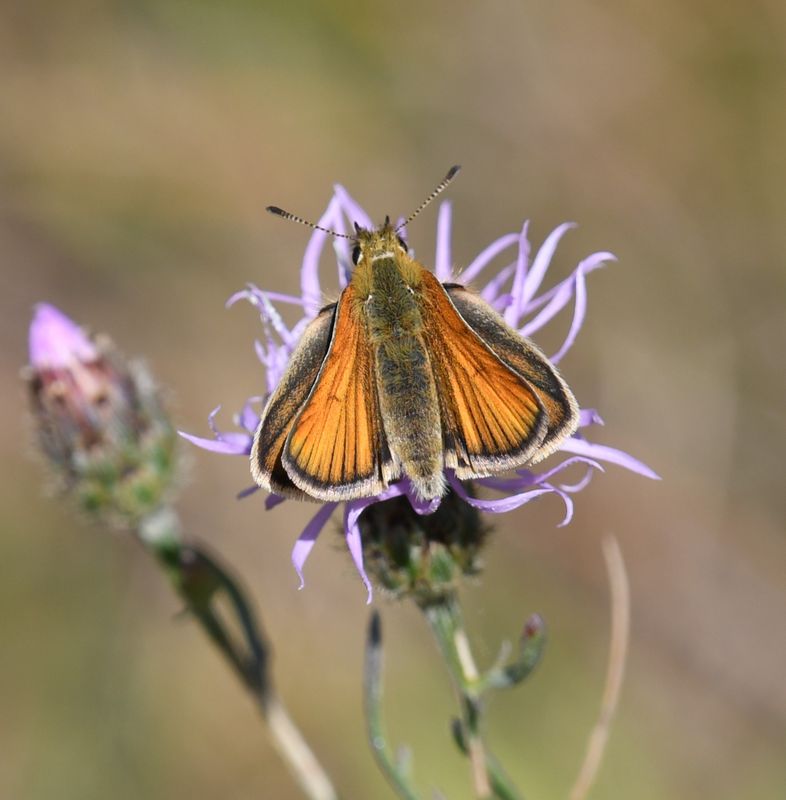European Skipperling: Thymelicus lineola