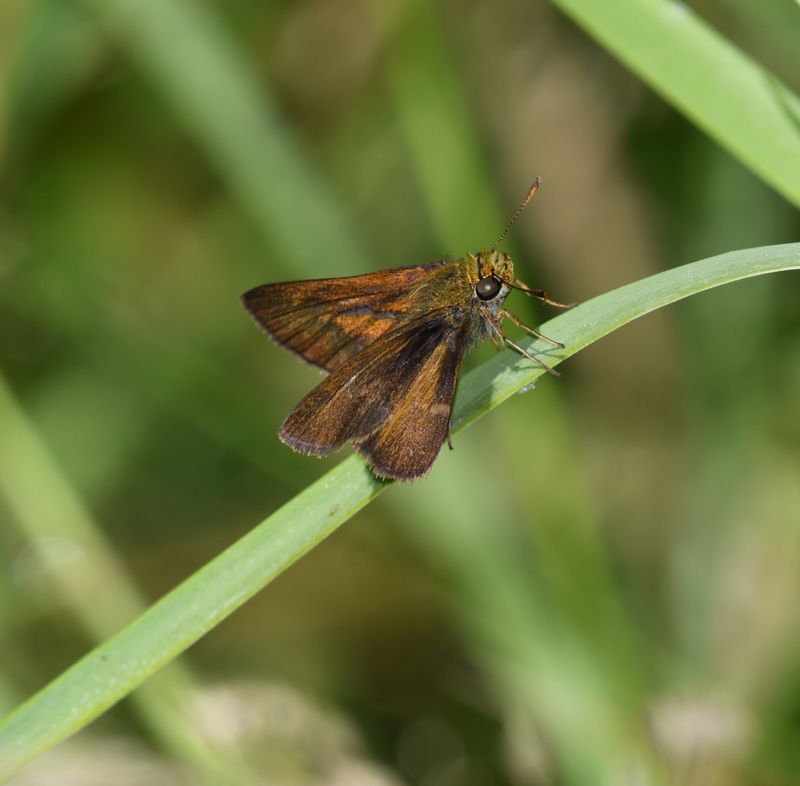 Dun Skipper: Euphyes vestris