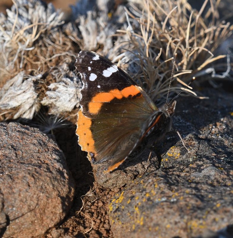 Red Admiral: Vanessa atalanta