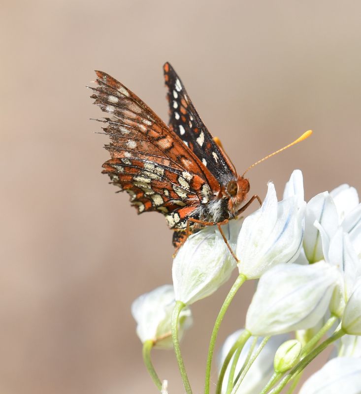 Anicia Checkerspot: Euphydryas anicia