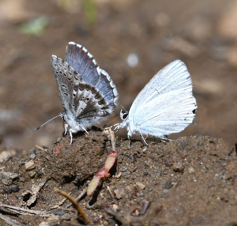 Western Tailed Blue: Cupido amyntula and Arrowhead Blue: Glaucopsyche piasus