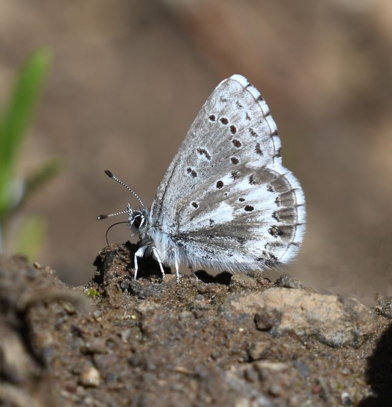 Arrowhead Blue: Glaucopsyche piasus