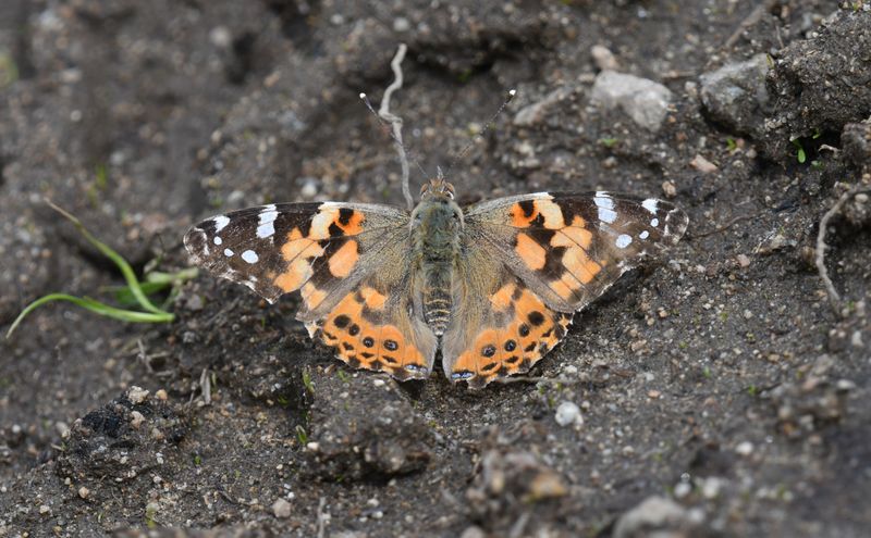 Painted Lady: Vanessa cardui