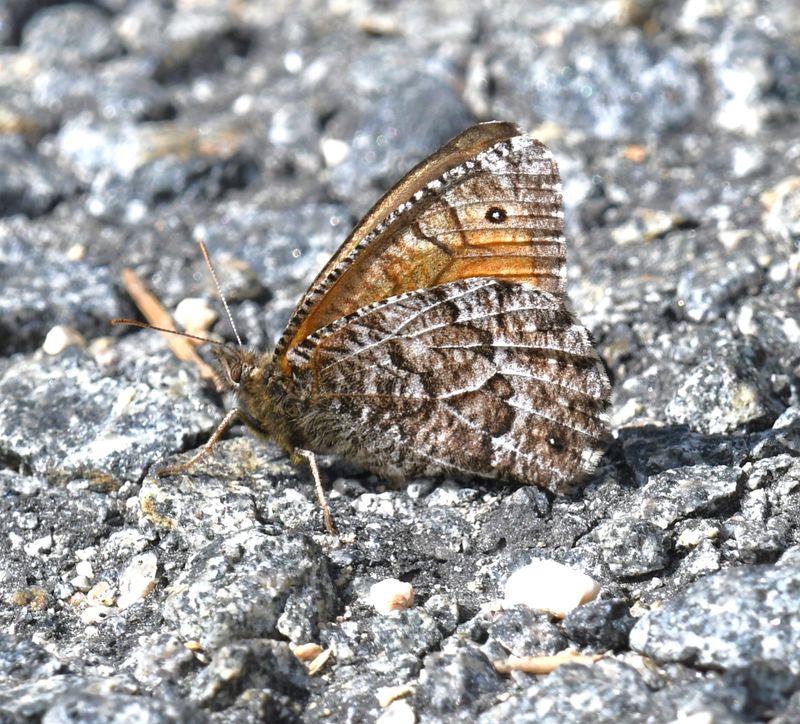 Chryxus Arctic: Oeneis chryxus