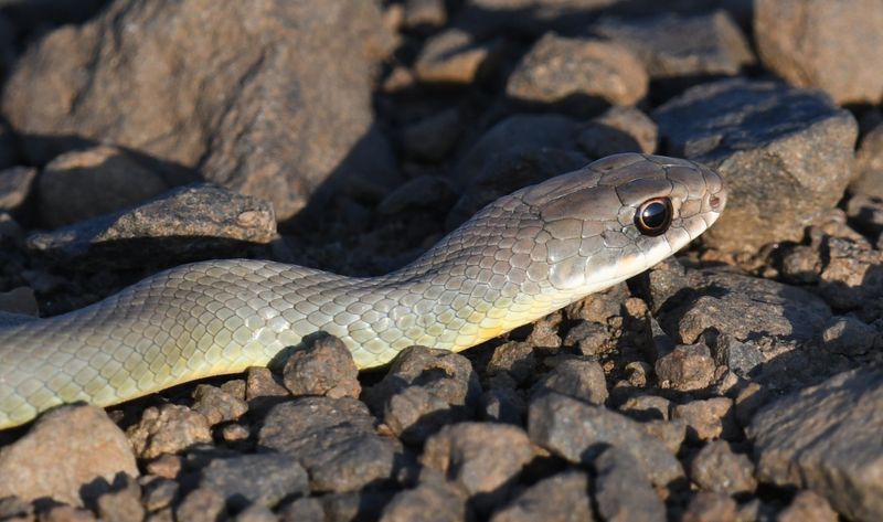 Western Yellow-bellied Racer