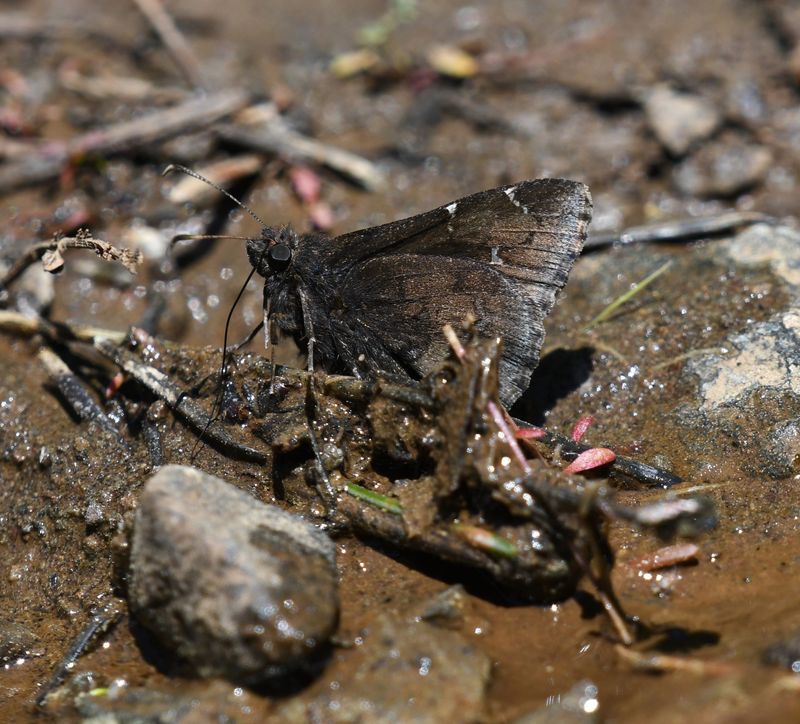Northern Cloudywing: Cecropterus pylades