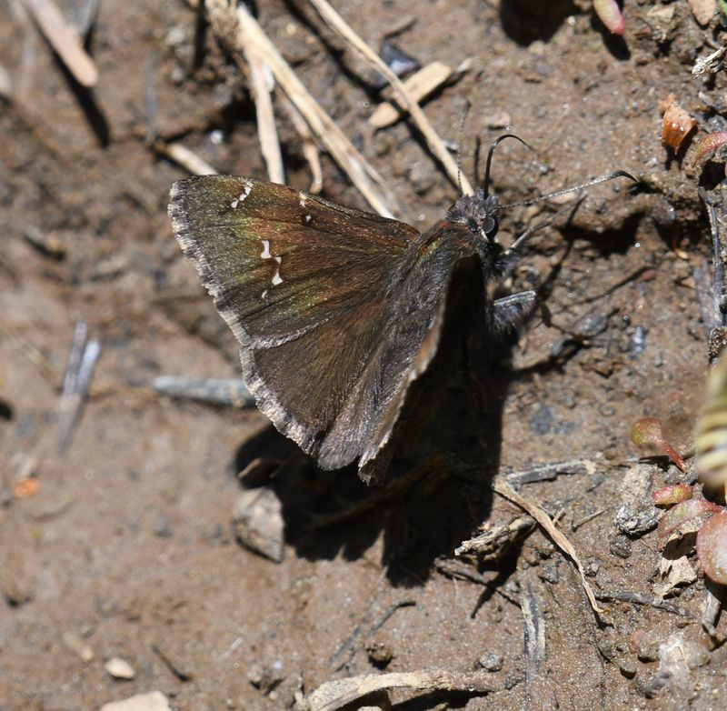 Cloudywing, Northern