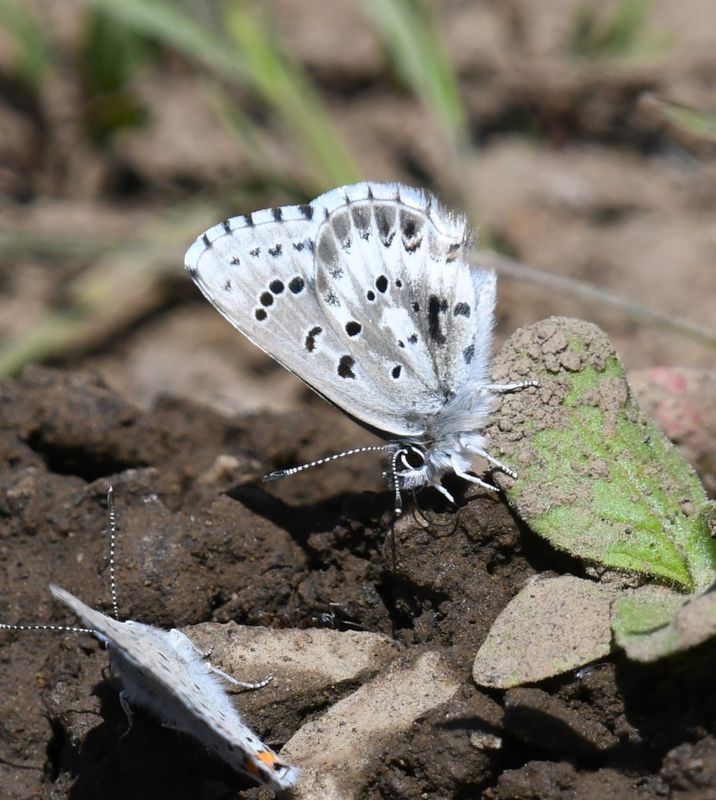 Arrowhead Blue: Glaucopsyche piasus