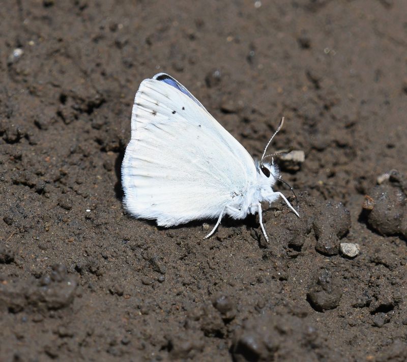 Blue Copper: Lycaena heteronea