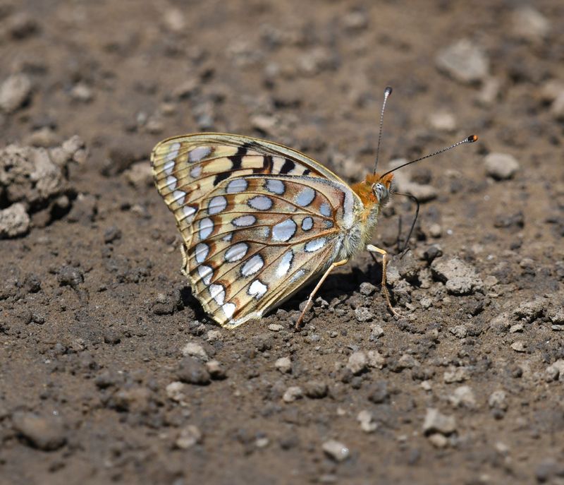 Coronis Fritillary: Speyeria coronis