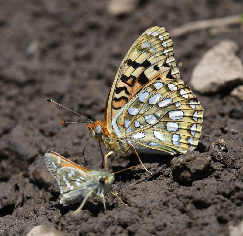 Coronis Fritillary: Speyeria coronis