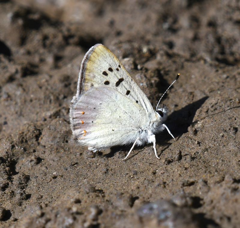 Lilac-bordered Copper: Lycaena nivalis