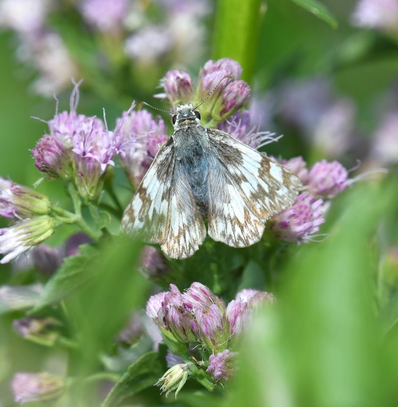 Northern White Skipper: Heliopetes ericetorum