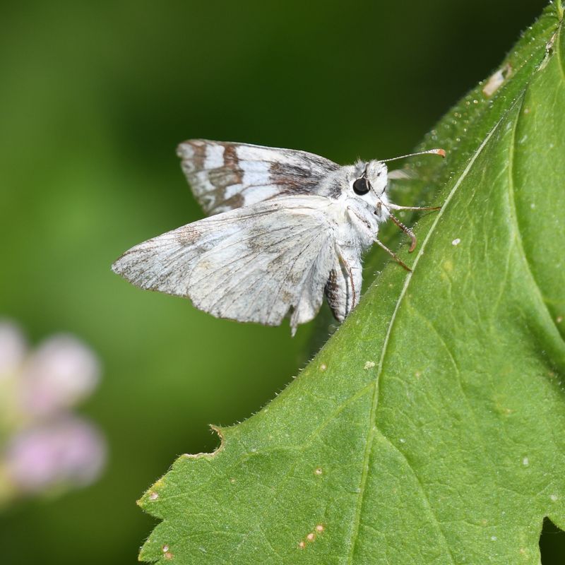 Northern White Skipper: Heliopetes ericetorum