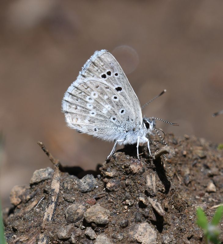 Boisduval's Blue: Icaricia icarioides