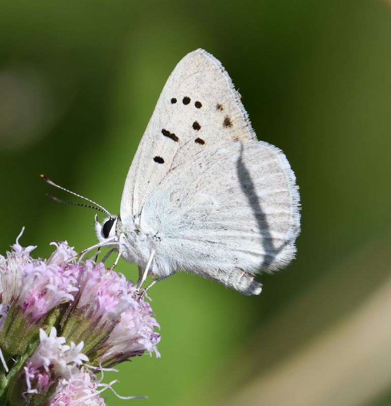 Ruddy Copper: Lycaena rubidus