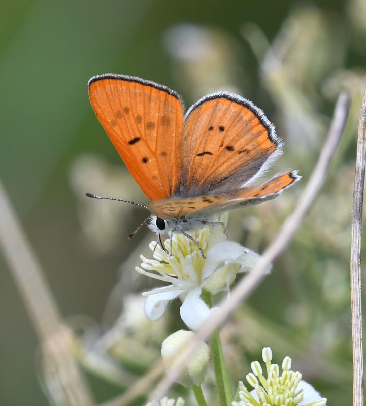 Ruddy Copper: Lycaena rubidus