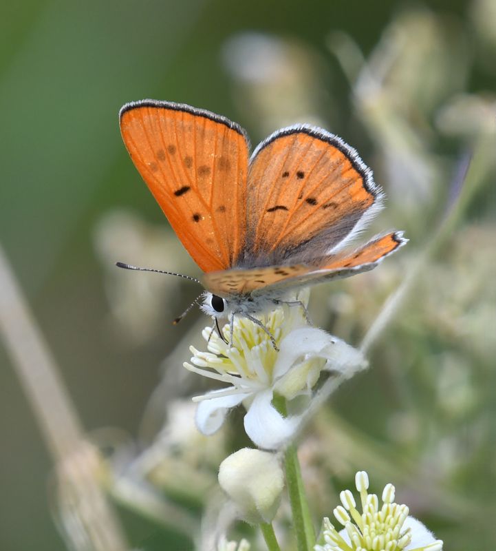 Ruddy Copper: Lycaena rubidus