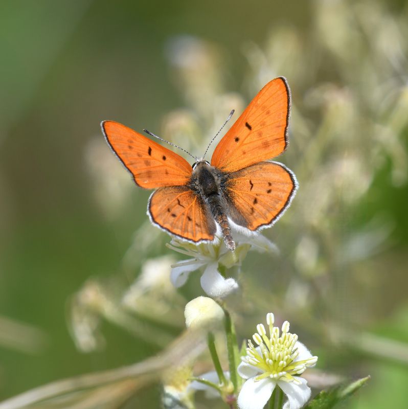 Ruddy Copper: Lycaena rubidus