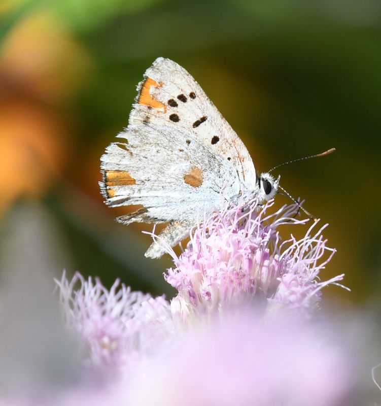 Ruddy Copper: Lycaena rubidus