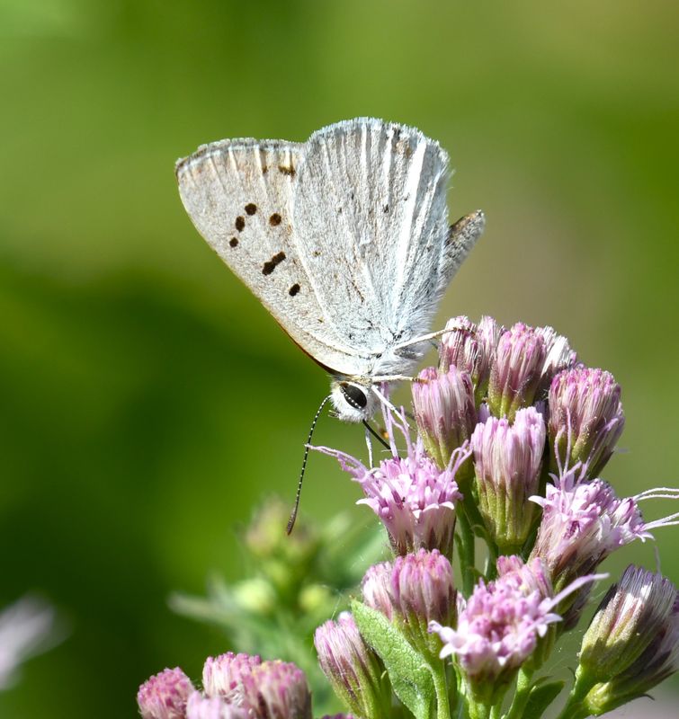 Ruddy Copper: Lycaena rubidus